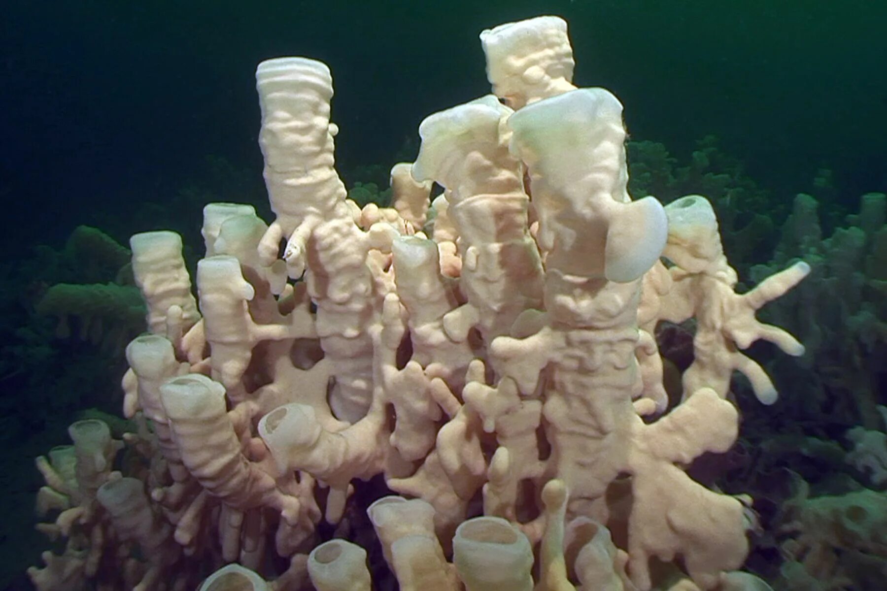 Стеклянные губки. Известковые кораллы. Известковые губки. Губка коралл.