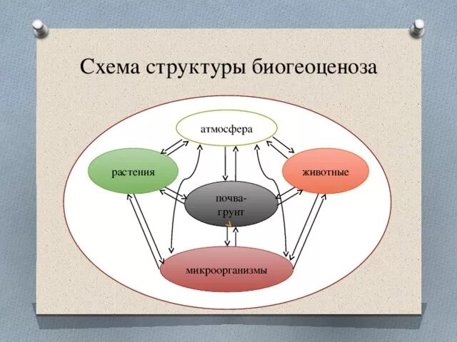 Основные структурные компоненты биогеоценоза. Экосистема схема. Структура экосистемы схема. Структура биогеоценоза схема. Схема биогеоценоза и экосистемы.