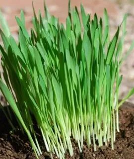 Grass feeding
