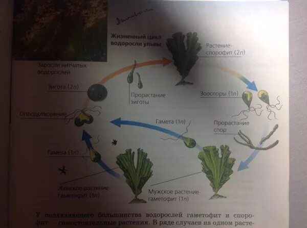 Жизненный цикл ульвы схема. Жизненный цикл водорослей Ульва. Жизненный цикл ламинарии схема. Ульва жизненный цикл схема. Стадия жизненного цикла водорослей