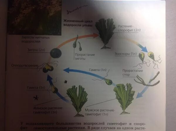 Жизненный цикл ульвы схема. Жизненный цикл водорослей Ульва. Жизненный цикл ламинарии схема. Ульва жизненный цикл схема.