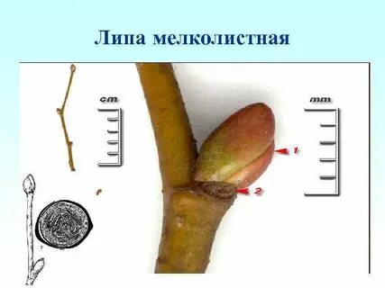 Почки на корне
