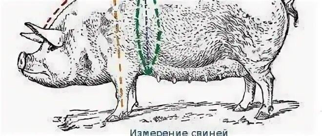 Как гуляют свиньи. Таблица опороса свиней. Опорос поросят таблица. Забой свиньи в шею схема.