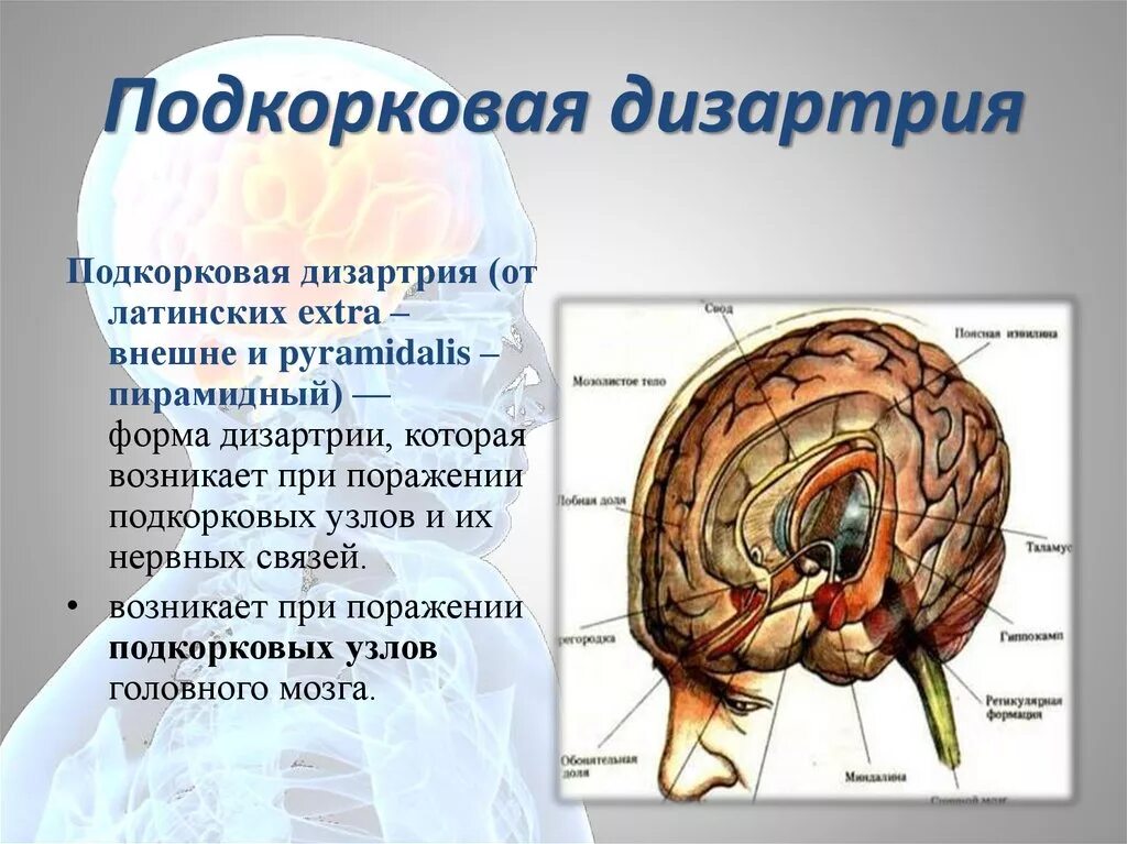 Подкорковые образования мозга