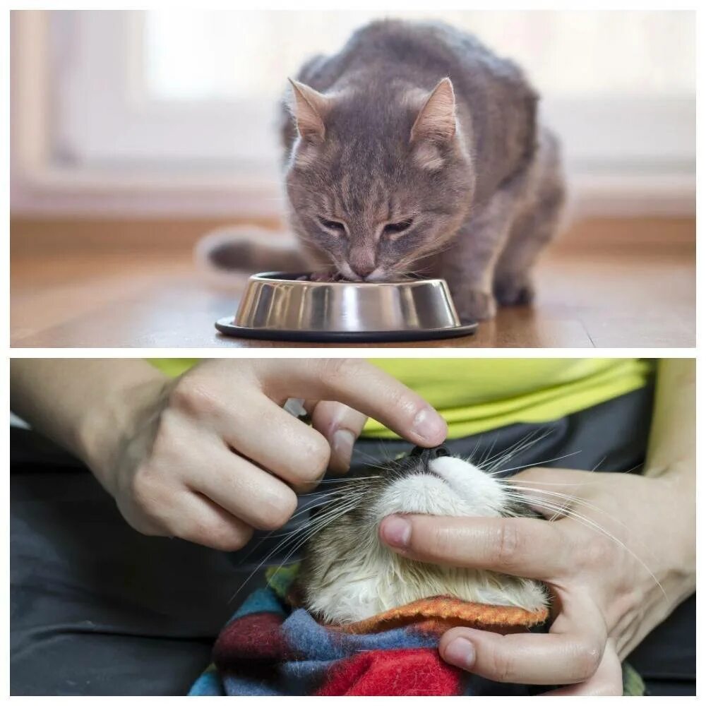 Как дать коту таблетку