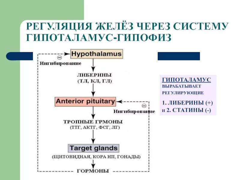 Гормональная регуляция белкового обмена биохимия. Таблица рилизинг гормоны гипоталамуса. Гормоны гипофиза и гипоталамуса таблица. Гормоны гипоталамуса кратко биохимия.