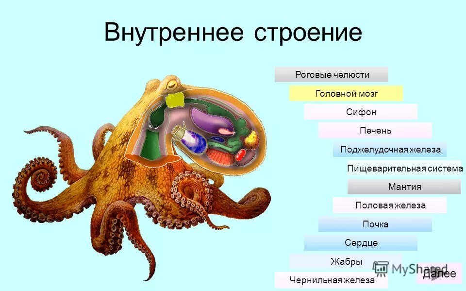 Головоногие моллюски пищеварительная система. Головоногие моллюски строение. Класс головоногие моллюски выделительная система. Пищеварительная система головоногих осьминога.