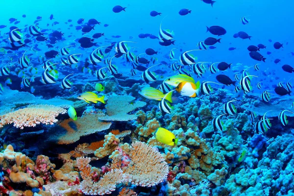 В самых разнообразнейших вариантах. Большой Барьерный риф в тихом океане. Большой Барьерный риф Австралия. Большой Барьерный риф в коралловом море.