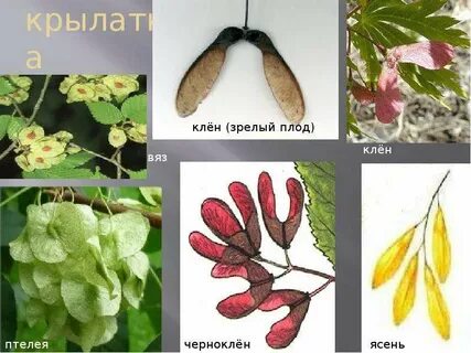 Какие плоды у клена