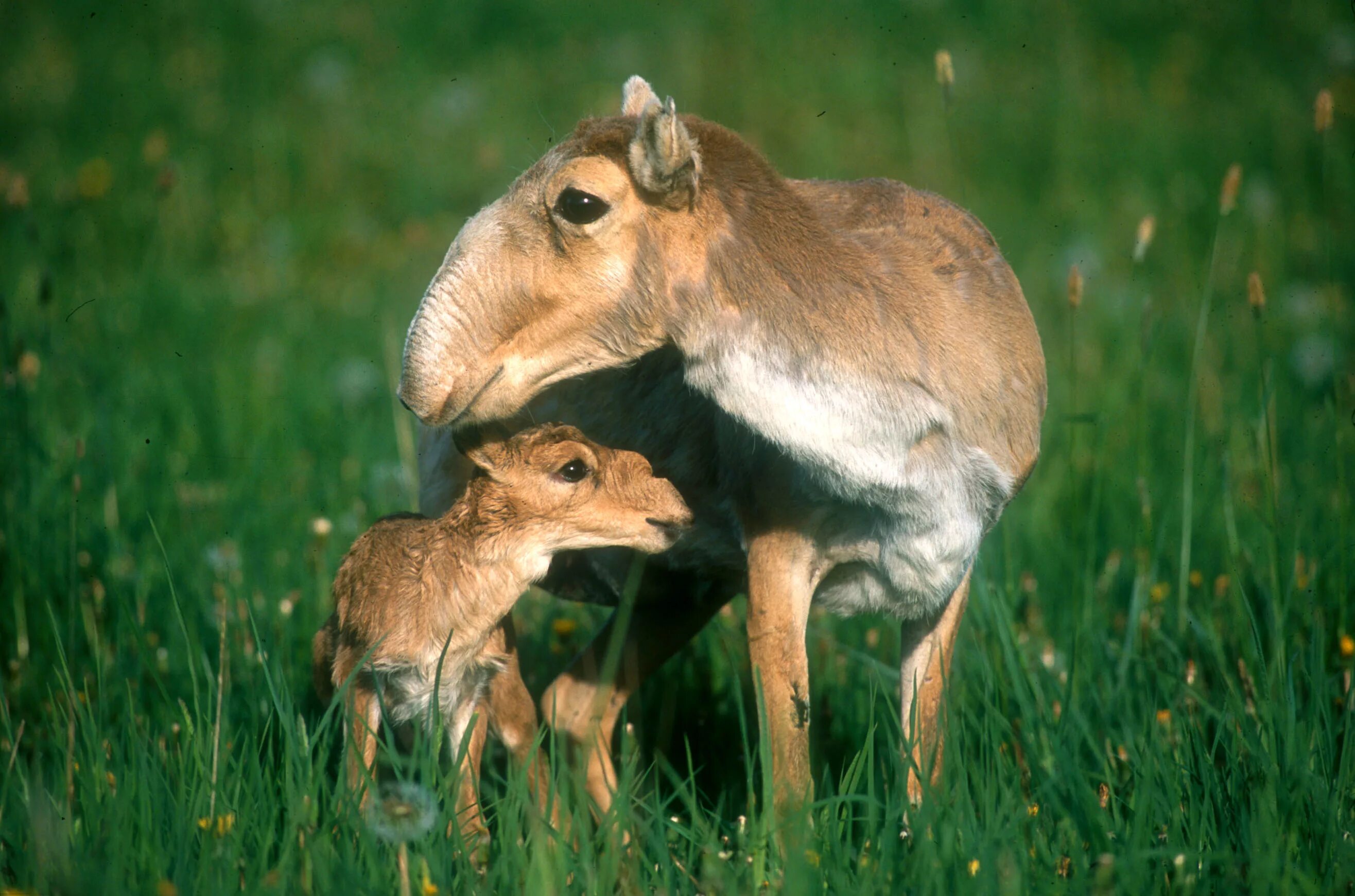 Животные степи сайгак. Степная антилопа Сайгак. Сайга антилопа. Сайга (Сайгак). Животные Казахстана Сайгак.