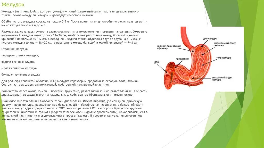 Наличие гладких мышц в стенках желудка. Мышечная оболочка стенки желудка. Строение стенки желудка.