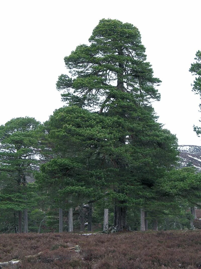 Pinus Sylvestris. Сосна Пиллнитз Pillnitz. Сосна Гейдриха. Pinus tabuliformis. Сосновые порядок хвойные