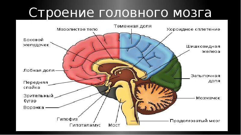 Строение головного мозга. Строение головноготмозга. Анатомия структур головного мозга. Струры головного мозга. Головной мозг 7 класс