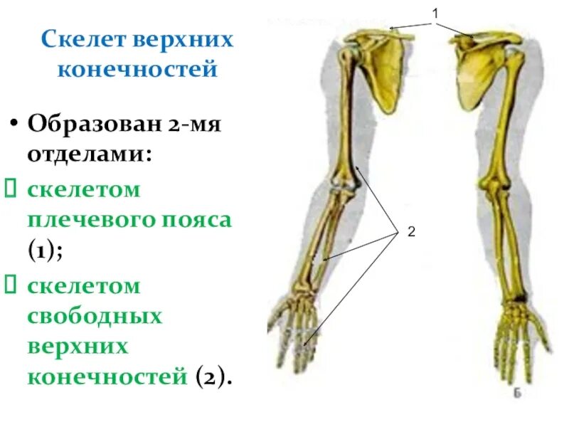 скелет конечностей лягушки. строение пояса задних конечностей лягушки. строение ноги лягушки. строение пояса передних конечностей лягушки. скелет конечностей лягушки.