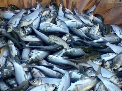 Рыба большая азовское море