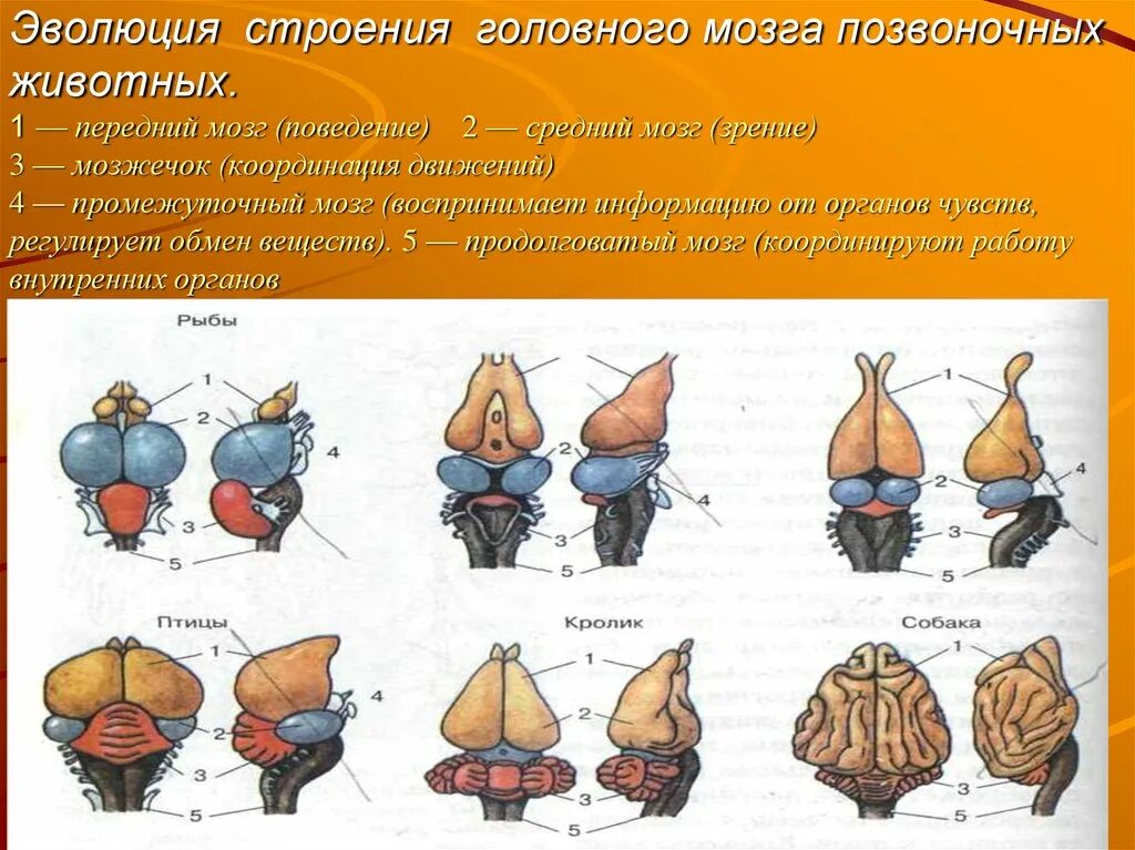 Строение головного мозга позвоночных таблица. Строение головного мозга хордовых животных таблица. Головной мозг позвоночных животных таблица. Строение головного мозга позвоночных животных.