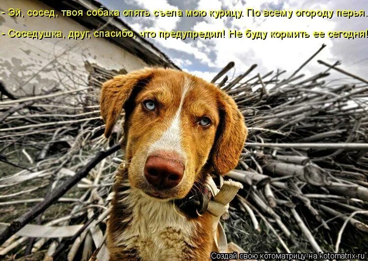 Песня твоя собачка одета дороже тебя. Наломать дров. Наломать дров картинка. Спасибо что предупредили. Твоя собака.