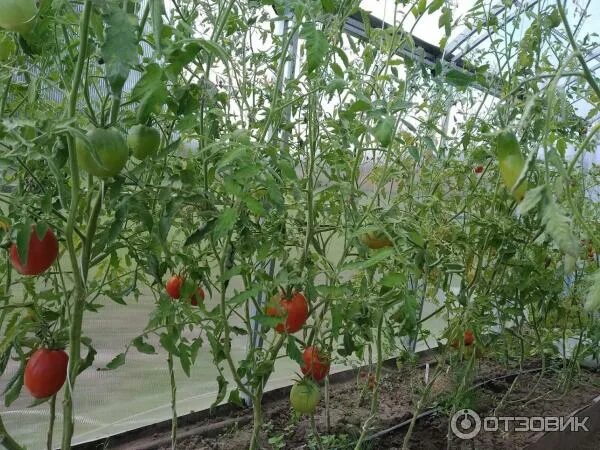 Сорт томата чудотворец. Томат чудотворец. томат сорт чудотворец.