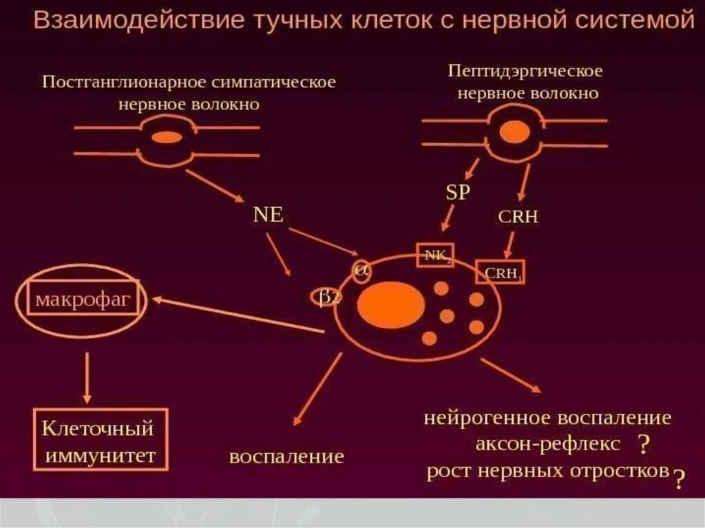 Рефлекс клетки. Тучные клетки функции иммунология. Тучные клетки регуляция гомеостаза. Тучные клетки гистология функции. Роль тучных клеток в иммунных реакциях.