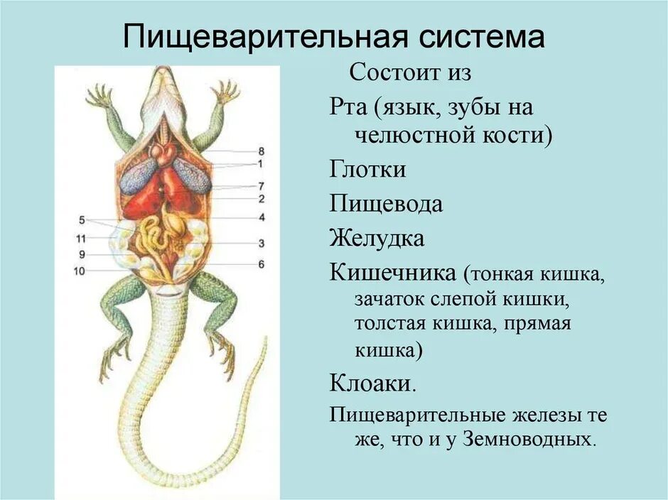 Строение ящерицы 7 класс. Пищеварительная система ящерицы таблица. Земноводные отделы пищеварительной системы. Пищеварительная система хвостатых земноводных. Органы пищеварительной системы ящерицы.