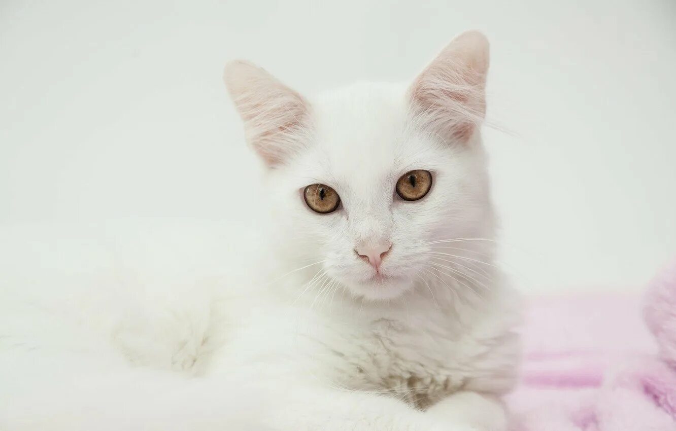 Обои белые кошки. Кошка белая. белый котик. морда белой кошки. красивый белый кот.