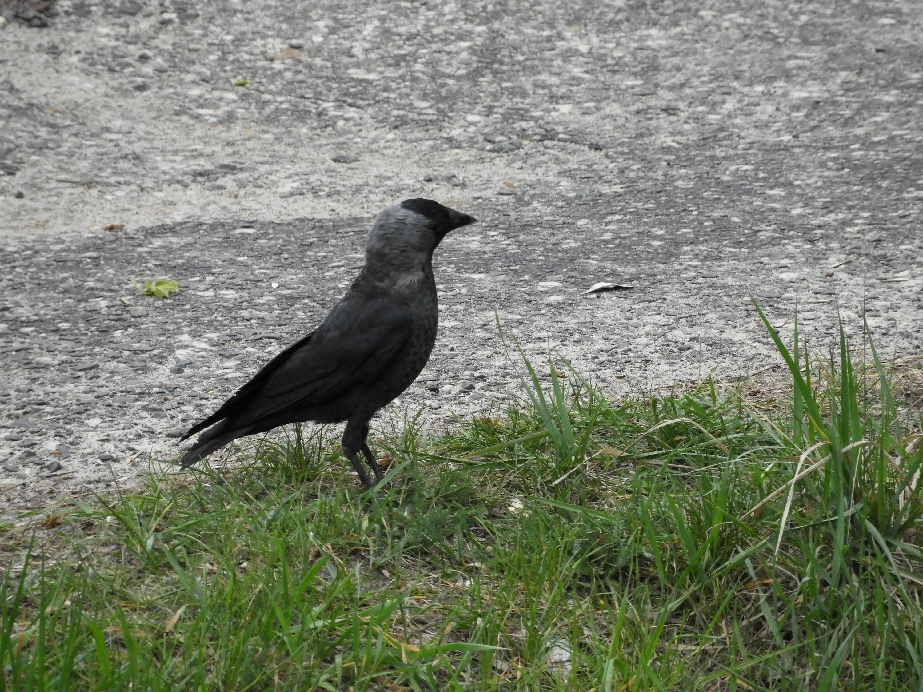 Птицы вдоль дорог. Крымская ворона. Черные птицы во дворах. Чёрная крикливая птица. Ворон (село).