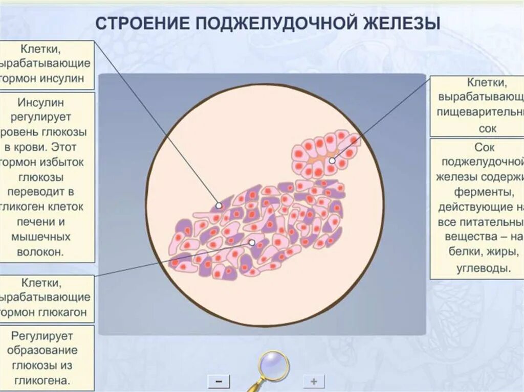 Железистые клетки печени вырабатывают. Строение клетки поджелудочной железы. Клетки поджелудочной железы вырабатывают. Клетки поджелудочной железы вырабатывающие гормоны. Структура клеток поджелудочной железы.