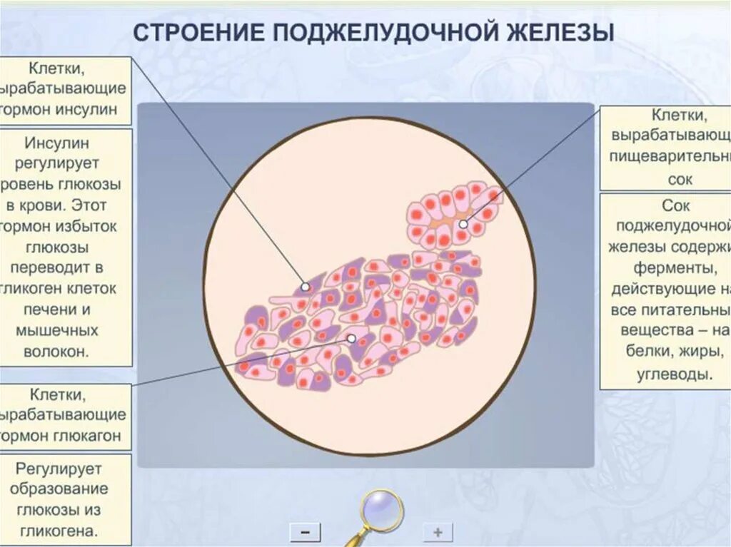 Железистые клетки печени вырабатывают