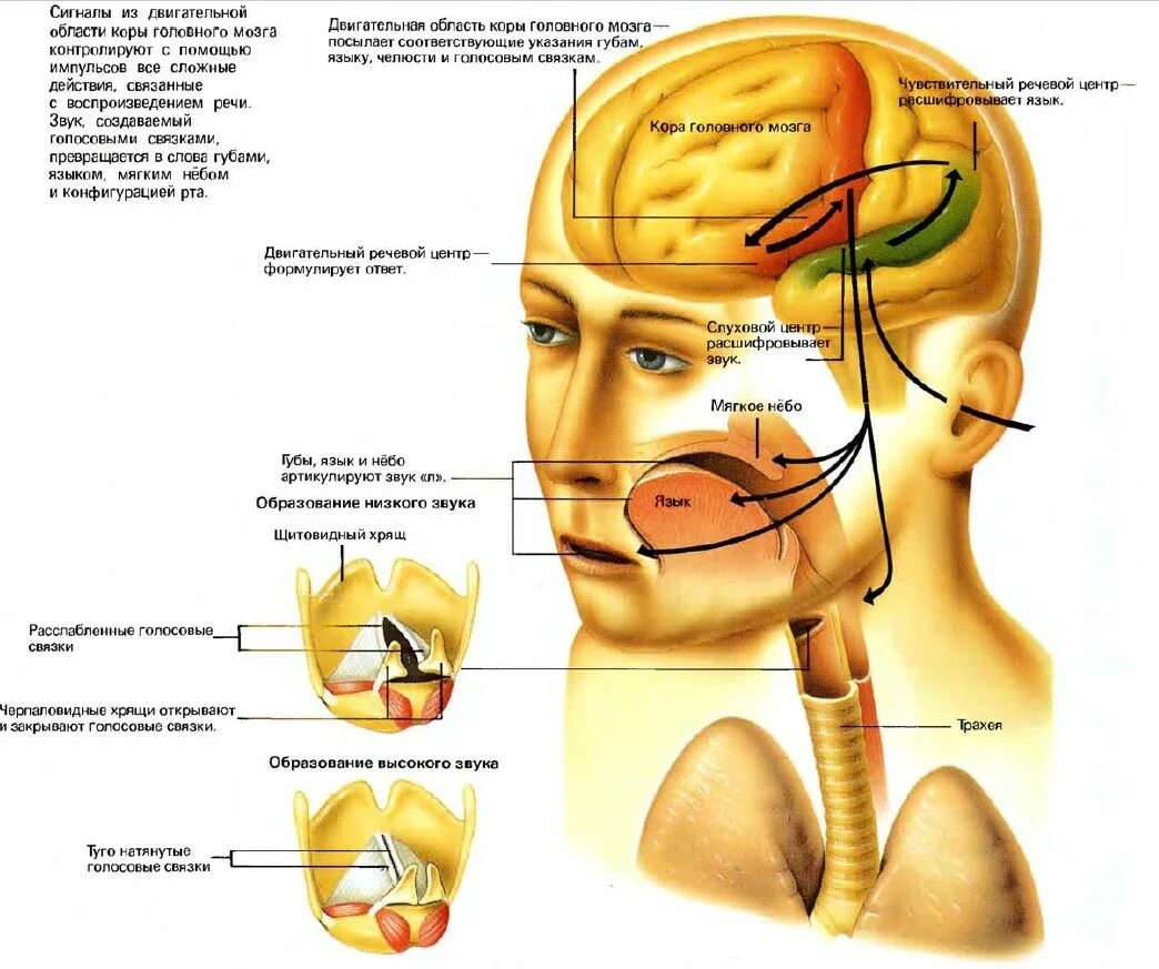 Слуховой центр коры мозга. Что такое процесс образования речевых звуков ?. Органы образования звуков речи. Схема образования звуков речи. Как образуются звуки речи.