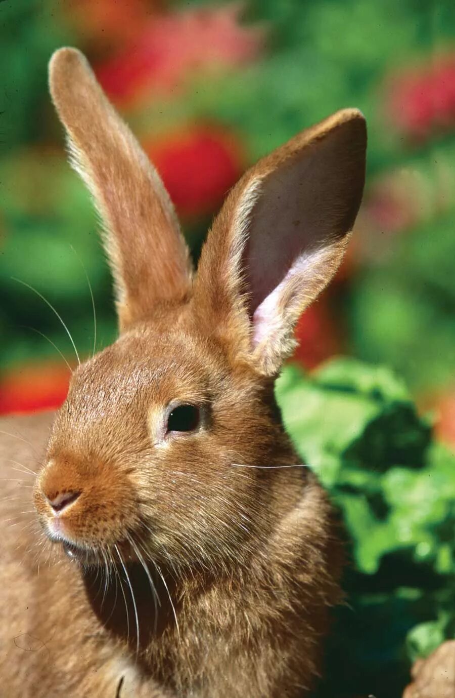 Канадский кролик. Клетка для кроликов. Фор с кроликом. Хаус с животными и кроликами.