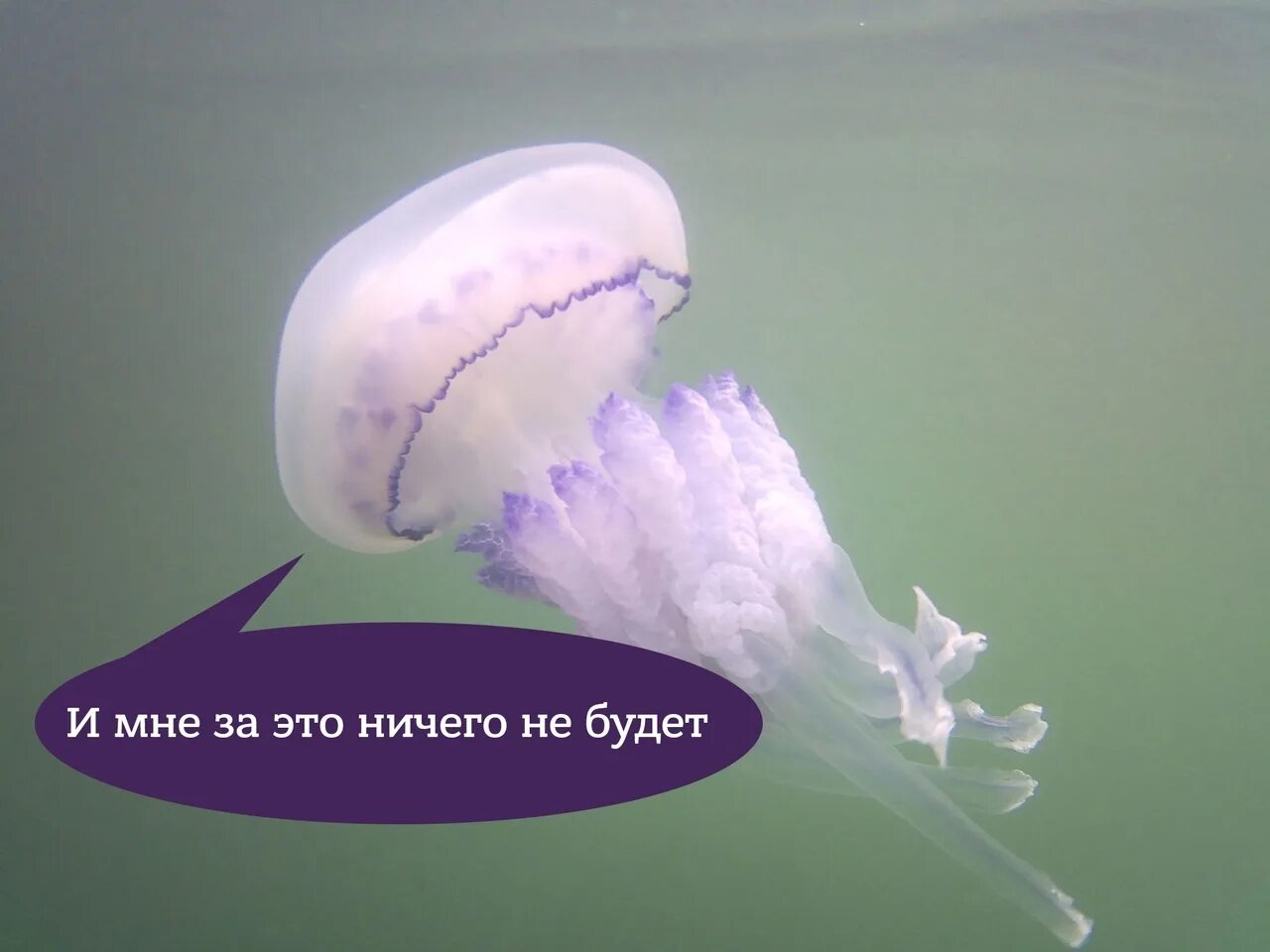 Медуза не умеет плавать субтитры. Медуза не умеет плавать субтитры