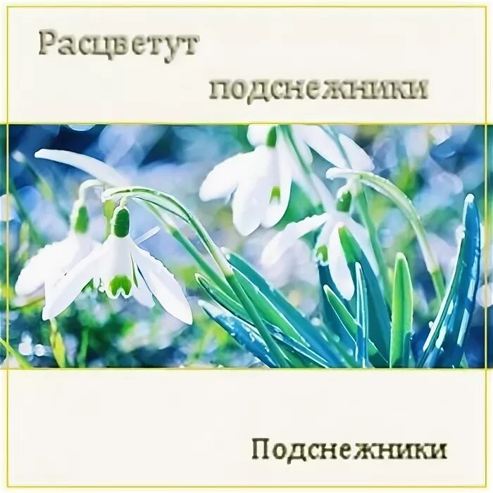 Песня про подснежники детская. Подснежник песня. Расцвели подснежники Ноты. Исполнитель песни Подснежник.