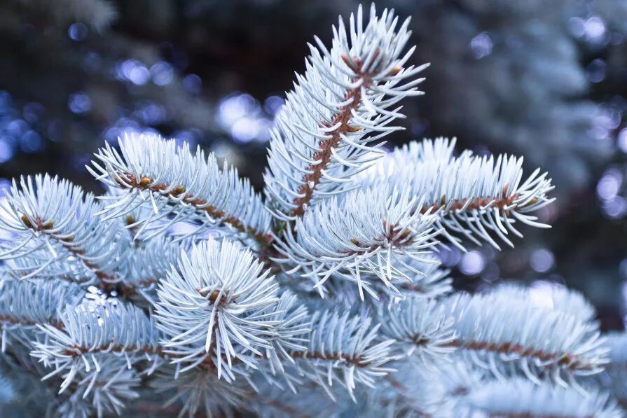 голубые ели зимой. ель колючая шишка. голубые ели в снегу. голубые ели зимой. голубые ели зимой.