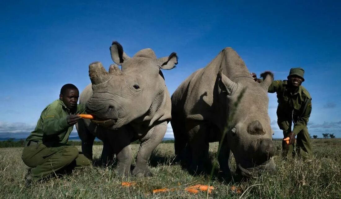 Северный белый носорог 2021. Наджин белый носорог. Наджин и фату. Северный белый носорог вымер.