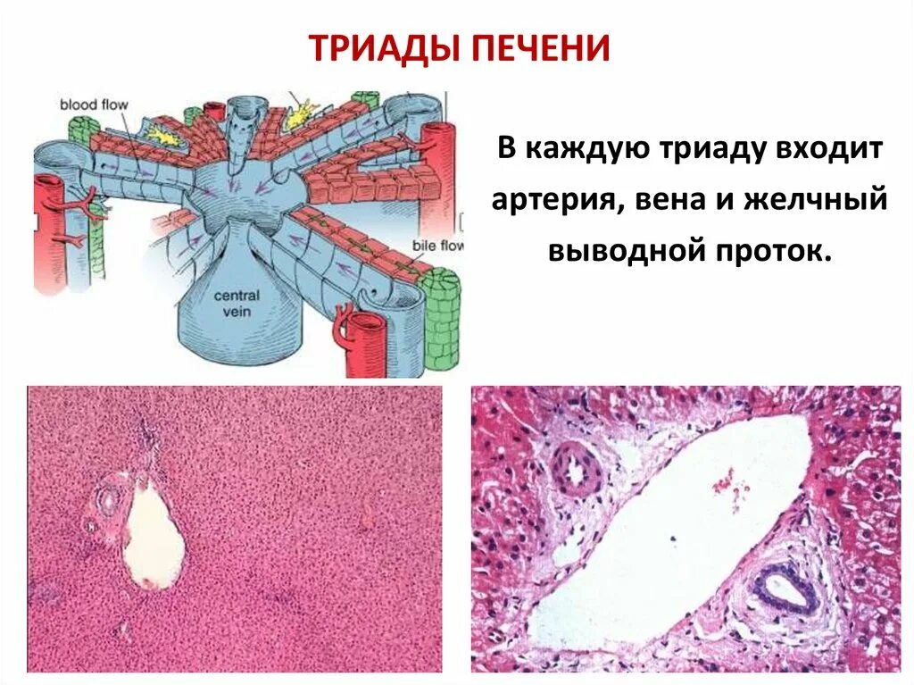 Триада печени