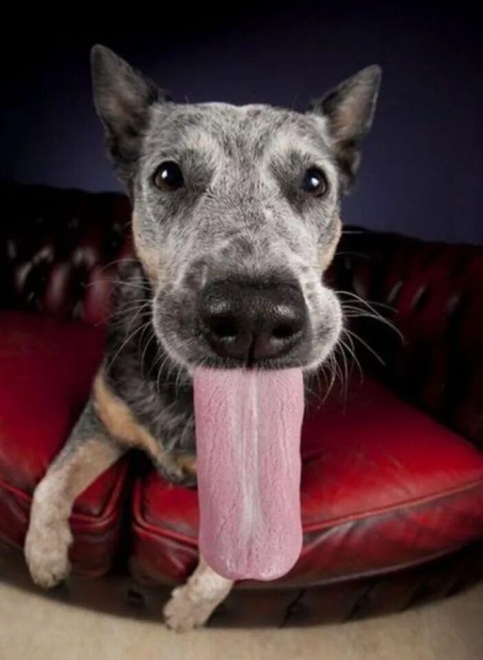 Ronda s dog is not long. Лизнуть прикольный. Лизнуть тебя. Гены собаки. Long tongue Dog.