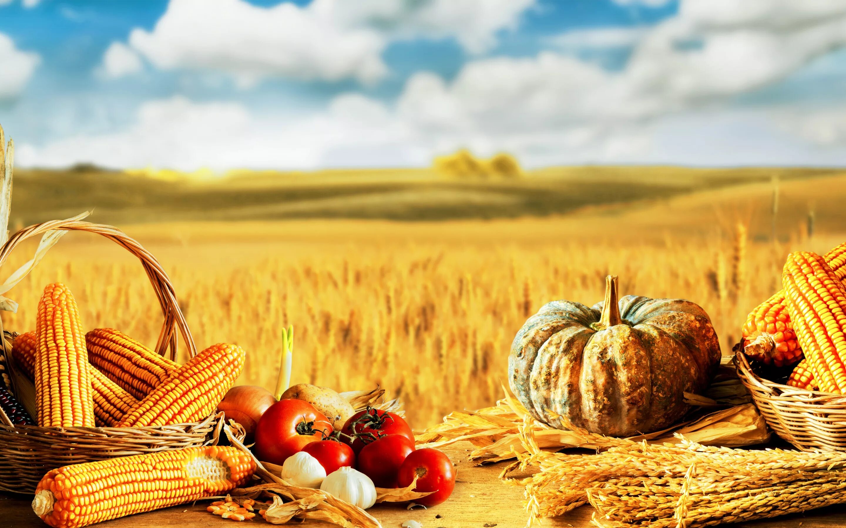 Пшеница тыквой. Арбуз пшеница и тыква игра. Осень сбор урожая. Урожай тыквы. Пшеница тыквой.