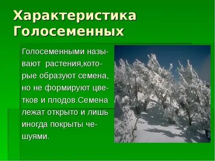 Голосеменные растения характеристика