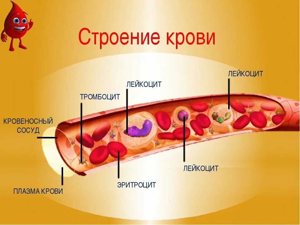 Кровь строение рисунок. Кровь анатомия строение. Состав крови и строение крови. Состав крови кровяные клетки. Строение клетки крови человека.