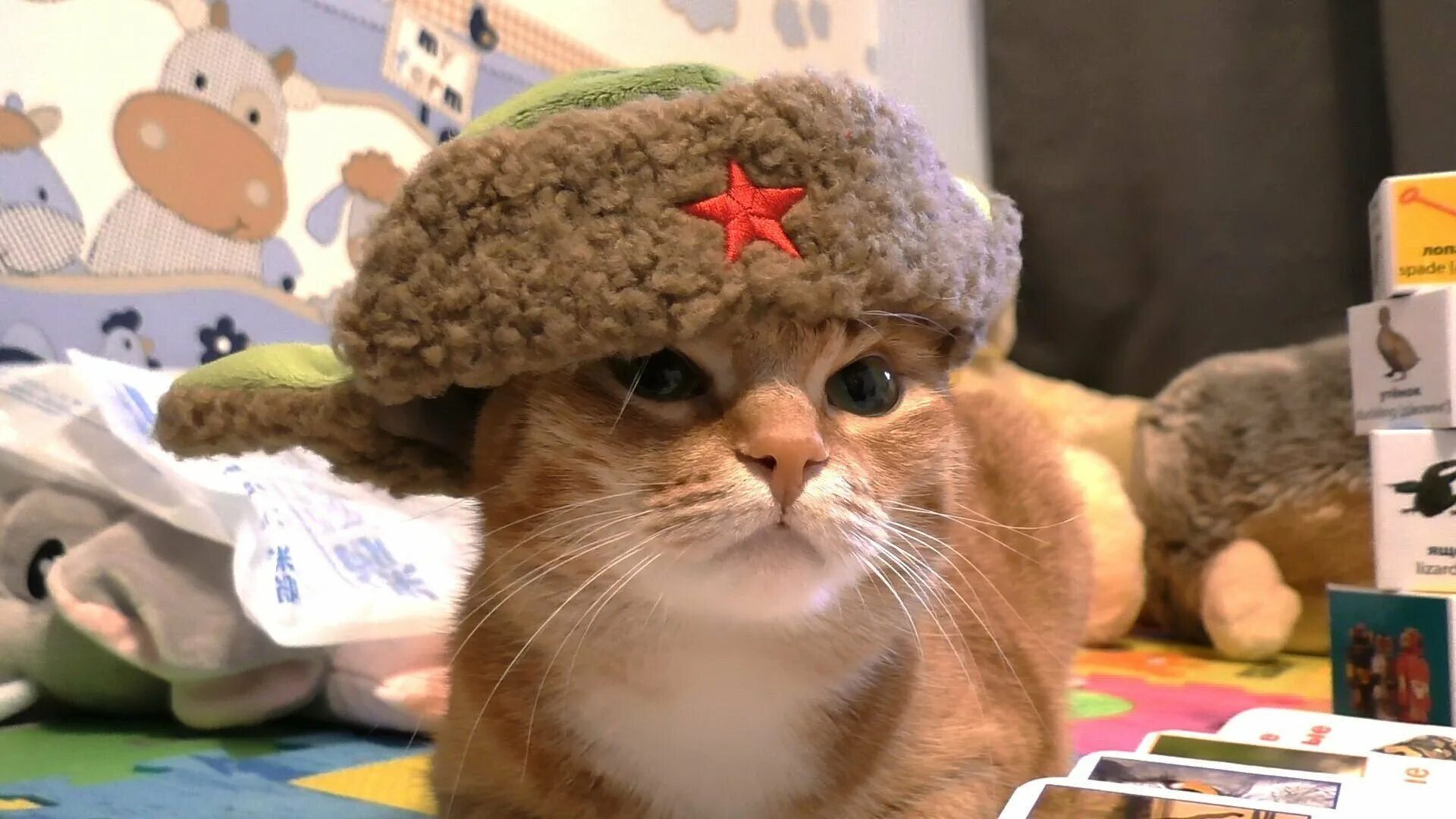 Кот в шапке мем. Кот в ушанке. котик в шапке ушанке. кот в шапке ссср. рыжий кот в шапке ушанке.