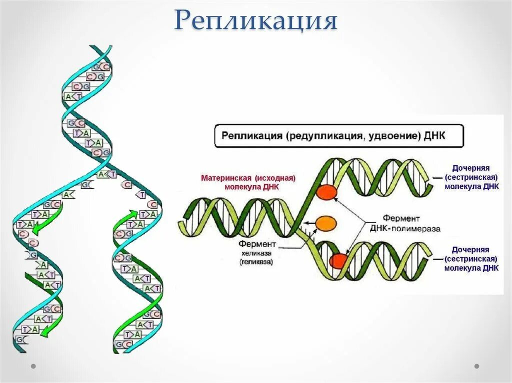 Образование новой днк. Схема редупликации ДНК. Репликация биология схема. Схема репликации молекулы ДНК по биологии. Репликация ДНК таблица.