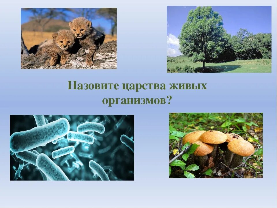 В природе известно царств живых организмов. Живые организмы. Разнообразие организмов. Разнообразие живых организмов. Назови царства живых организмов..