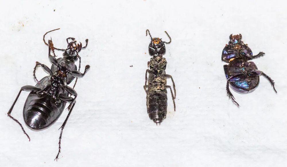 Золотистый жучок. Как распознать жучок. Жучок мукоед. Нарисуй путь жучка. Жук долгоносик.