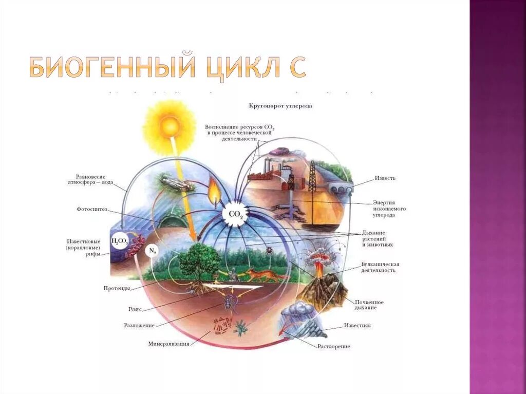 Углекислый газ функции в биосфере. Круговорот углерода в природе. Круговорот углерода в биосфере. Углекислый ГАЗ круговорот в природе. Круговорот углекислого газа в биосфере.