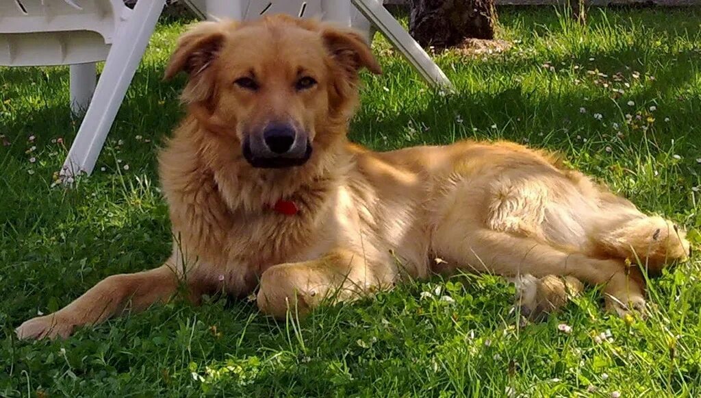 Баскская овчарка фото Basque Shepherd Dog