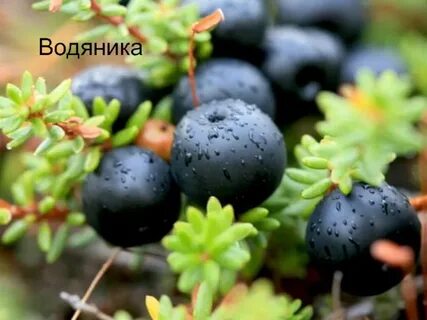 Ягода википедия
