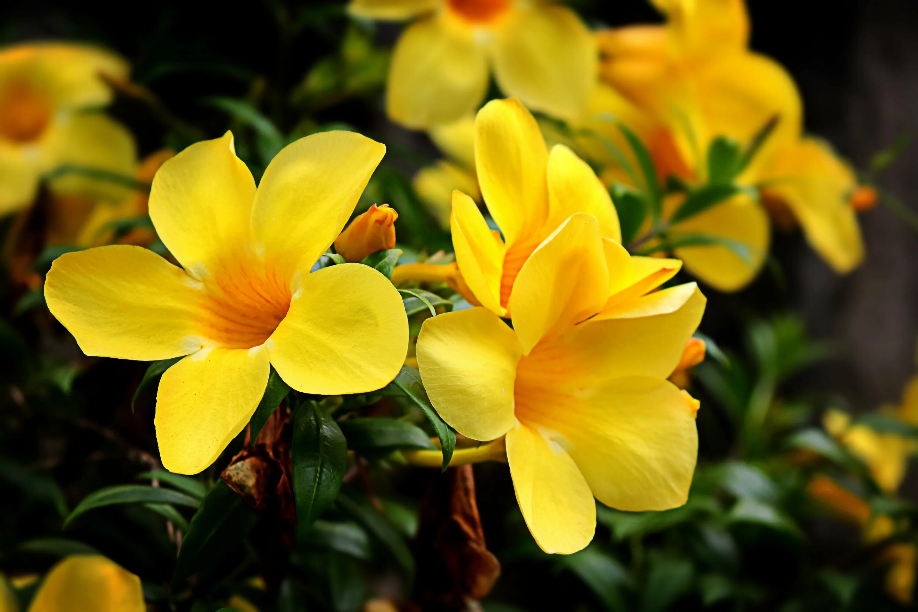 Ярко желтыми цветами. Алламанда грандифлора. Золотая Алламанда. Таиландский цветок желтый. Большие желтые цветы.