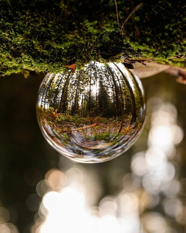 Шар стеклянный. Природа в стеклянном шаре. Стеклянный шар отражение. Лес в стеклянном шаре.