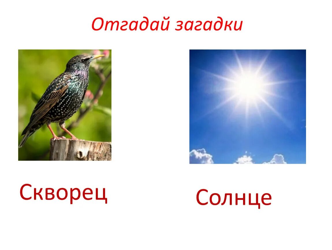 Загадка про скворца. Ребус скворец. Скворец на солнце. Скворец картинка для детей. Загадка о скворце 2 класс