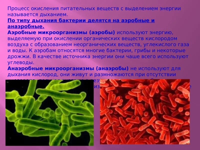 Биогенным называется вещество. Аэробные бактерии. Аэробные и анаэробные микроорганизмы. Аэробные микроорганизмы. Анаэробные бактерии.